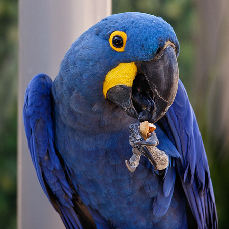 Indigo Macaw