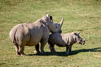 Southern White Rhinos