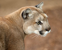 Hues of a Cougar