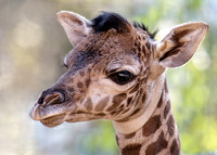 Welcome to the World Newborn Giraffe!
