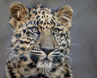 Charlie, the Amur Leopard Cub