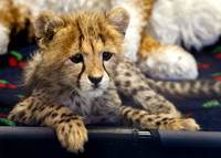 Roketi, the Cheetah Cub