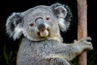 Edmund, the Koala