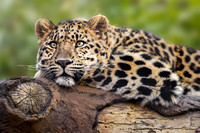 Leopard on a Log