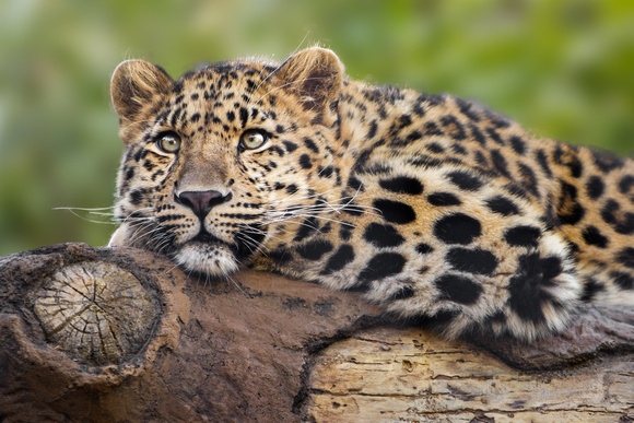 Leopard on a Log