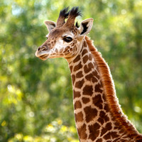 Jimbashor, the Baby Giraffe