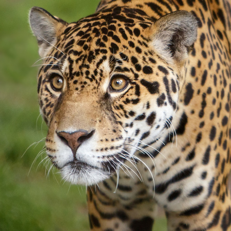 Guapo, the Jaguar with the Soulful Eyes