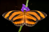 Orange Barred Tiger Butterfly
