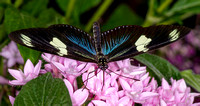 (Heliconius) Sara Longwing Butterfly