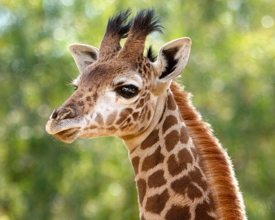 Jimbashor, the Baby Giraffe  8X10 copy