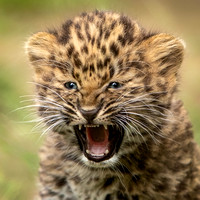 Itty Bitty Leopard Rawr