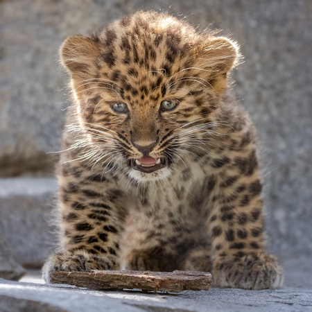 Beware the (Little) Leopard