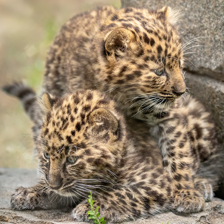 Layers of Leopard Cub