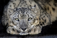 Anna, the Snow Leopard 3/29/03 - 7/5/18