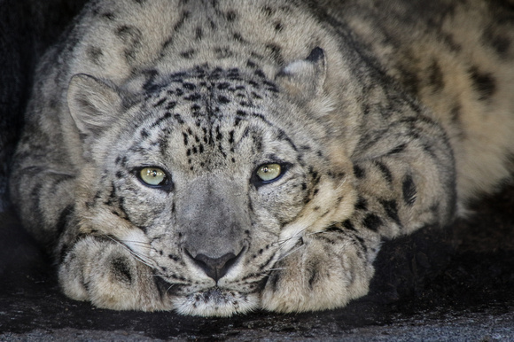 Anna the Snow Leopard