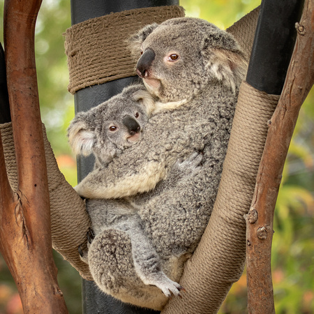 Koala Kiddo