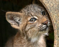 Baby Lynx High Jinks