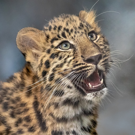 Do Leopards Laugh?