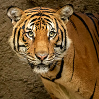Oh, Beautiful Tiger!