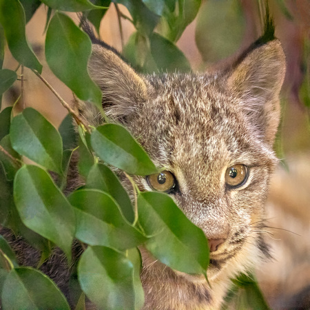 Lively Lynx Lurking in the Leaves