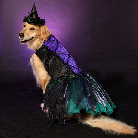 Abigail, the Wagging Witch of the West