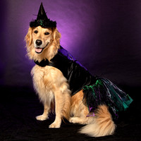 Abigail, The Wagging Witch of the West