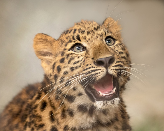 Lighthearted Leopard Cub