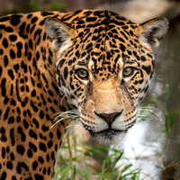 Guapo the Gentle Jaguar