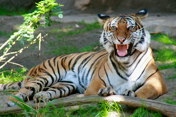 I am Tiger, hear me roar!