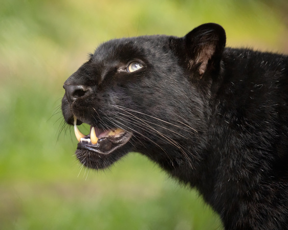 Black Panther Profile