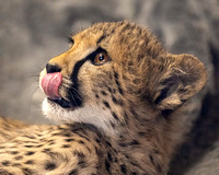 Cute Little Tongue