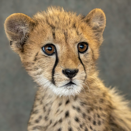 Teddy Bear Cheetah Cub