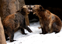 Grizzly Fun in the Snow