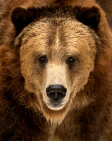 Grizzly Bear Stare