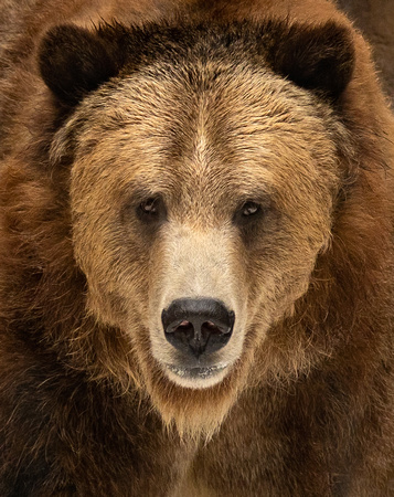 Grizzly Bear Stare