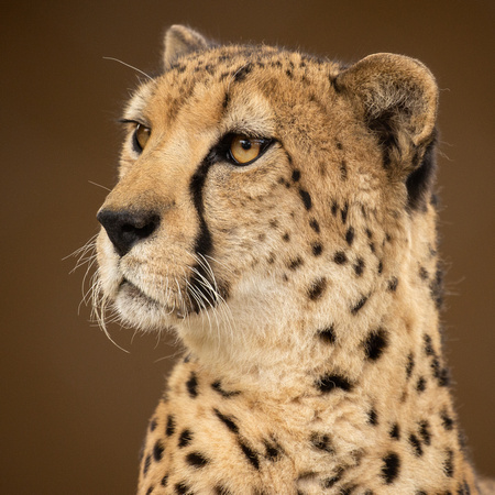 Bakka, the Noble Cheetah