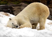 Polar Bear Fun in the Snow