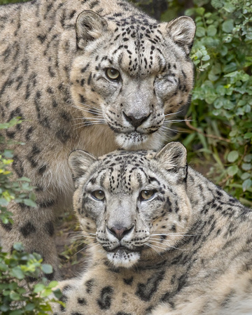 Snow Leopard Sweethearts
