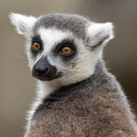 Lovely Little Lemur