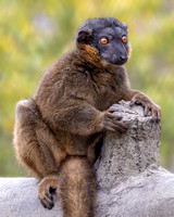 Red-collared Lemurs