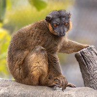 Lemur Pose Real Cute for You