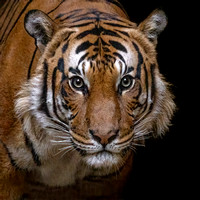 Tiger at Twilight
