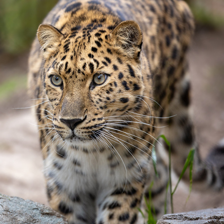 Satka - So Lovely, So Leopard