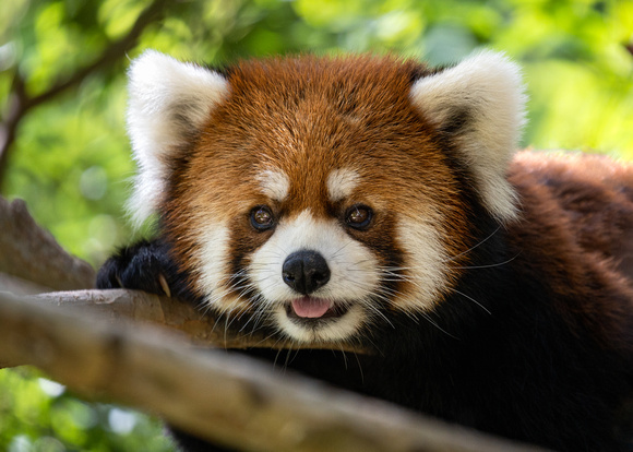 Red Panda Preciousness