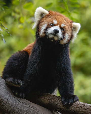 Wonder What Red Pandas Ponder