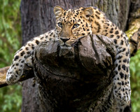 Satka - Liquid Leopard