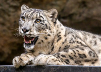 Snow Leopard Fun and Games