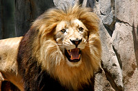 Laughing Lion