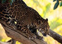 Jungle Jaguar