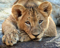 Lion Cub - Recharge